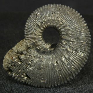 3.  9cm/1.  5in Pyritized Ammonite Kosmoceras Jurassic Callovian Russian Fossils