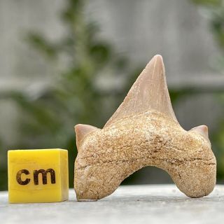 Fossil Shark Tooth Otodus - Morocco,  Eocene - Fse245 ✔100 ✔uk Seller