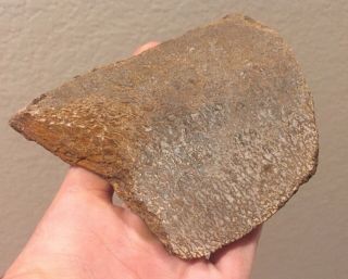 Utah Fossil Dinosaur Bone Slab Jurassic 4.  5” Polished Fossil 3.  8 Oz