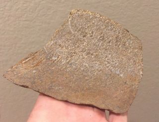 Utah Fossil Dinosaur Bone Slab Jurassic 4.  5” Polished Fossil 3.  8 Oz 2