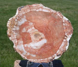 Sis: Colorful 3 ",  Orange Argentina Petrified Wood Round W/ Real Fossil Bark