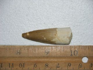 Spinosaurus Dinosaur Fossil Tooth 1.  5 Inch H14