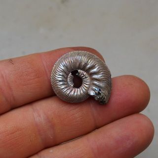29mm Quenstedtoceras Pyrite Ammonite Fossils Callovian Fossilien Russia pendant 2