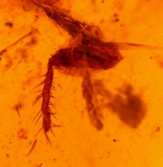 Giant Spine Covered Leg In Burmite Amber Fossil Gemstone Dinosaur Age