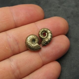 2x Eboraticeras Kosmoceras 15mm Pyrite Ammonite Fossils Fossilien Golden