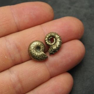 2x Eboraticeras Kosmoceras 15mm Pyrite Ammonite Fossils Fossilien Golden 2