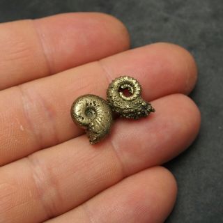 2x Eboraticeras Kosmoceras 15mm Pyrite Ammonite Fossils Fossilien Golden 3
