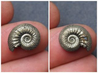 17mm Quenstedtoceras Pyrite Ammonite Fossils Fossilien Russia Pendant