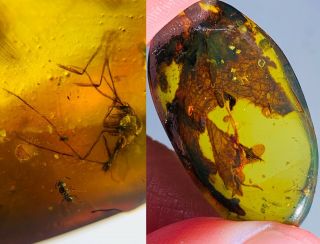 Wasp Bee&mosquito Fly&plant Burmite Myanmar Amber Insect Fossil Dinosaur Age