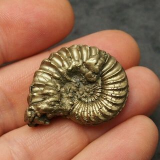 34mm Pleuroceras Ammonite Pyrite Germany Fossil Fossilien Mollusk Golden