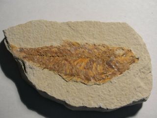 Millions Of Years Old Fish Fossil For Display A1680 - 82