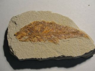 MILLIONS OF YEARS OLD FISH FOSSIL FOR DISPLAY A1680 - 82 2