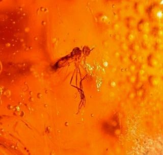 Dolichopodid Fly,  Biting Midge In Authentic Dominican Amber Fossil Large 7.  3 G