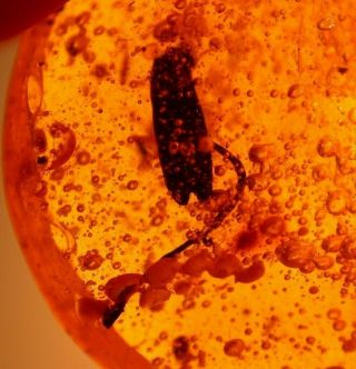 Flower Stamen With Insects In Authentic Dominican Amber Fossil Gemstone