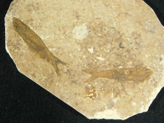 TWO Small Restored 53 Million Year Old Knightia Fish Fossils Wyoming 127gr 2