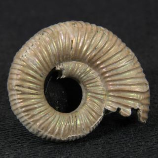 2cm/0.  8in Nacre Pyrite Ammonite Binatisphinctes Jurassic Callovian Fossil Russia