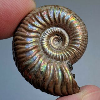 2,  7 Cm (1 In) Ammonite Quenstedtoceras Pyrite Jurassic Russia Fossil Ammonit