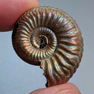 2,  7 cm (1 in) Ammonite Quenstedtoceras pyrite jurassic Russia fossil ammonit 2