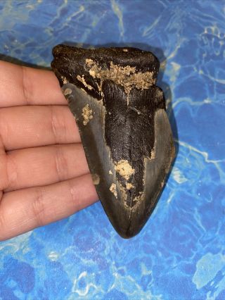 Megalodon Shark Tooth 3.  68” Huge Teeth Big Fossil Meg Scuba Diver Direct 2372