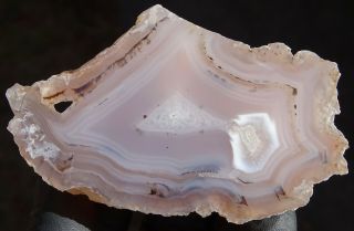Mw: Petrified Wood Pink Agate Limb Cast W/ Iris - Oregon - Polished Specimen