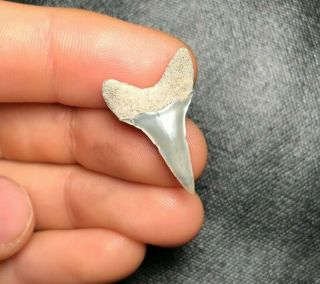 Sharp 0.  98 " Lee Creek Aurora Mako Shark Tooth Teeth Fossil Sharks Necklace Jaws