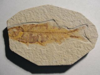 Millions Of Years Old Fish Fossil For Display A1668 - 70