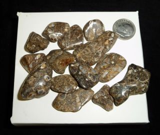 Natural Turritella Agate Fossil Polished Stones Morooco 58 Grams