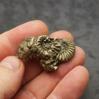 43mm Pleuroceras Ammonite Pyrite Germany Fossil Fossilien Mollusk Golden