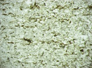 Precambrian Vendian Algal Mat Ediacaran Thin Section Polarising Microscope Slide