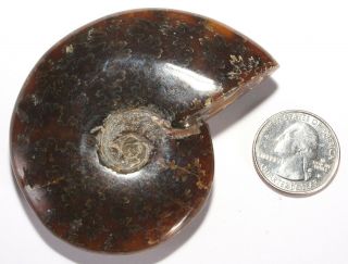 Whole Polished Jade Ammonite Shell Fossil / 3.  02 " / 3.  4 Oz / 121