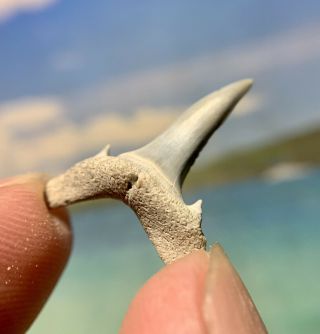 Bone Valley Shark Tooth - Sand Tiger Shark Tooth