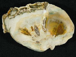 A Highly Polished Triassic Era Petrified Wood Fossil From Madagascar 204gr