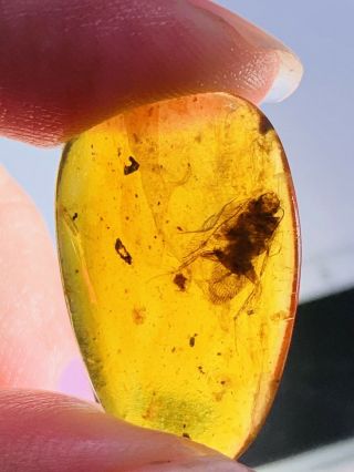 1.  38g Adult Roach Burmite Myanmar Burmese Amber Insect Fossil Dinosaur Age