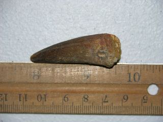 Spinosaurus Dinosaur Fossil Tooth 1.  5 Inch H16
