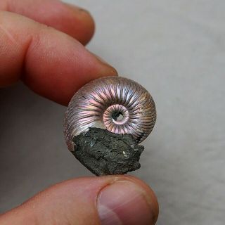 29mm Quenstedtoceras Pyrite Ammonite Fossils Fossilien Russia Pendant