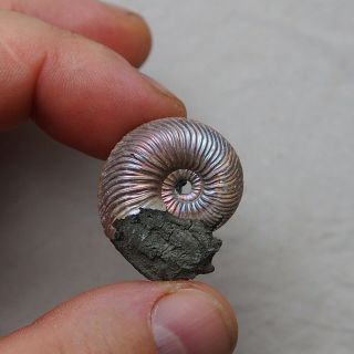 29mm Quenstedtoceras Pyrite Ammonite Fossils Fossilien Russia pendant 2
