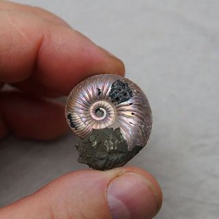 29mm Quenstedtoceras Pyrite Ammonite Fossils Fossilien Russia pendant 3