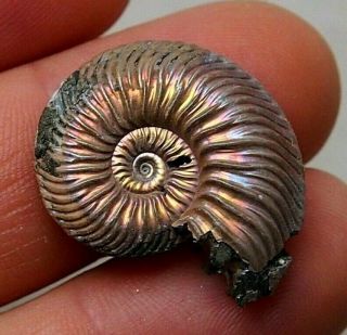 28mm Quenstedtoceras Sp.  Pyrite Ammonite Fossils Fossilien Russia Pendant