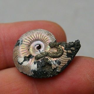 28mm Quenstedtoceras Sp.  Pyrite Ammonite Fossils Fossilien Russia Pendant Pearl