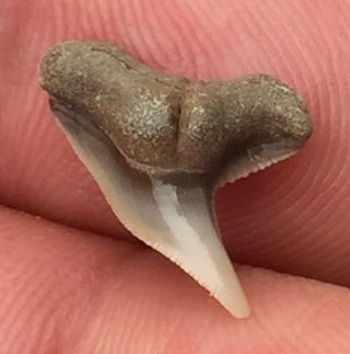 Near Perfect Real Rare Fossil Aurora Extinct Tiger Shark Tooth Teeth Megalodon