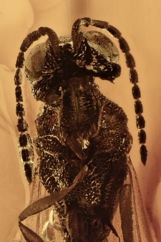 Wasp Hymenoptera Fossil Inclusion Baltic Amber 201208 - 23,  Img