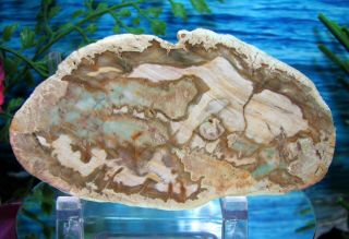 Petrified Wood Complete Round Slab W/bark Exotic Pools Of - Green Ghost Agate