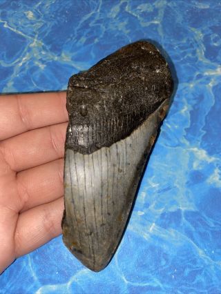 Megalodon Shark Tooth 4.  66” Huge Teeth Big Fossil Meg Scuba Diver Direct 2272
