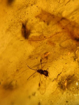Male Aphid&small Fly Burmite Myanmar Burmese Amber Insect Fossil Dinosaur Age