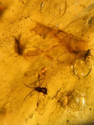 Male Aphid&small Fly Burmite Myanmar Burmese Amber insect fossil dinosaur age 2