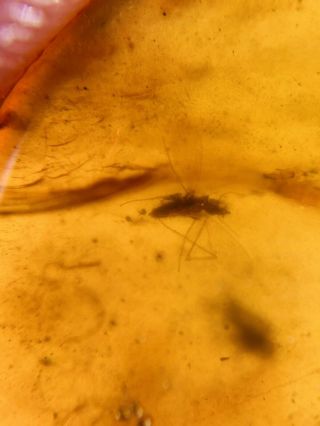 Male Aphid&small Fly Burmite Myanmar Burmese Amber insect fossil dinosaur age 3