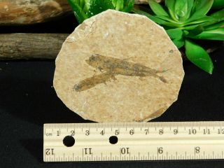 TWO Small Restored 53 Million Year Old Knightia Fish Fossils Wyoming 57.  0gr 2