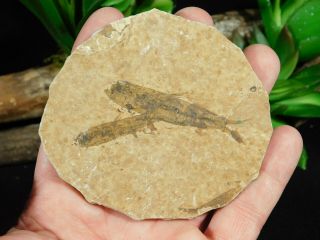 TWO Small Restored 53 Million Year Old Knightia Fish Fossils Wyoming 57.  0gr 3