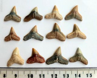 Fossil Bull Shark Tooth - Florida - Gorgeous Shiny Enamel - Top Quality