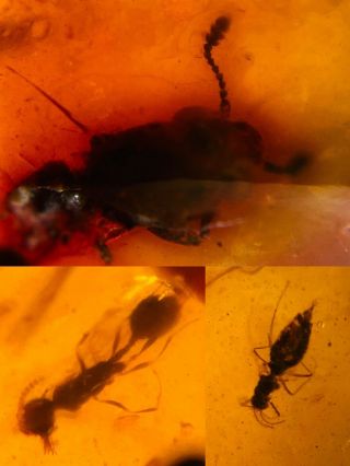 Beetle&wasp&diptera Fly Burmite Myanmar Burmese Amber Insect Fossil Dinosaur Age